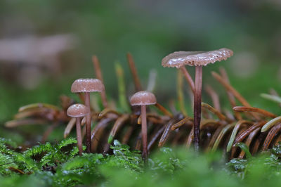 Tiny wild forest mushrooms autumn macro photography