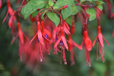 Close-up of fuchsias blooming in park