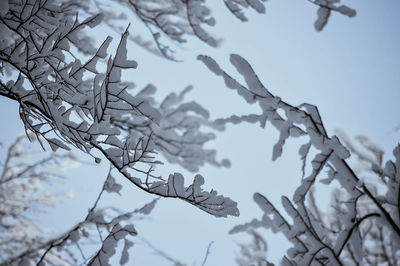 Low angle view of snow on tree against sky