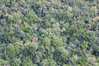 High angle view of trees in forest