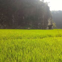 Plants growing on field