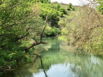 Scenic view of lake in forest