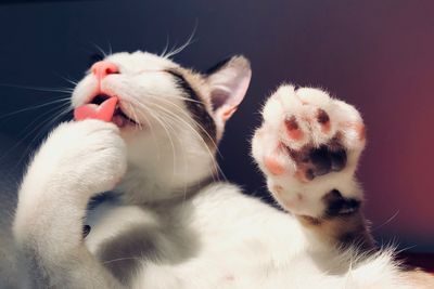 Close-up of white cat