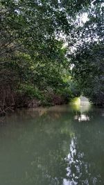 Reflection of trees in river