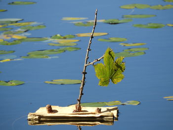 Close-up of leaves floating on lake