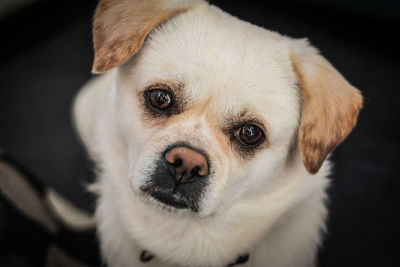 Close-up portrait of a puppy