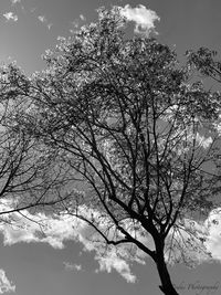 Low angle view of bare tree against sky