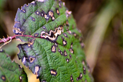 Close-up of leaves