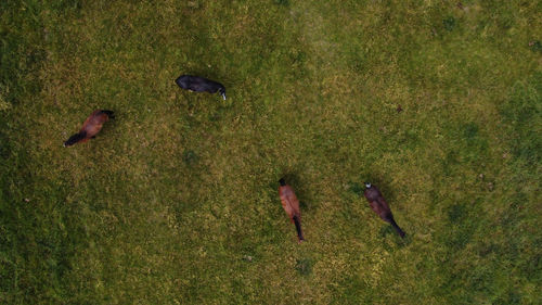 High angle view of bird on land