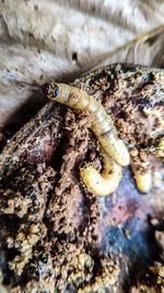 Close-up of insect on tree trunk