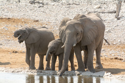 View of elephant walking on sand