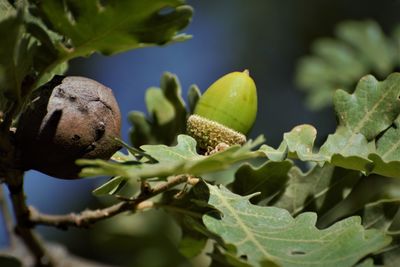 Close-up of fruit growing on tree