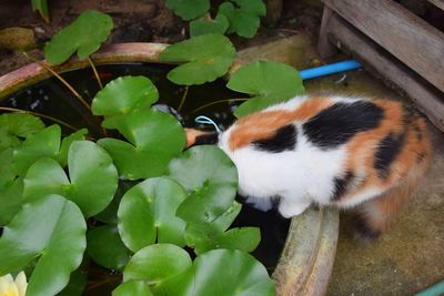 View of a cat on green plant