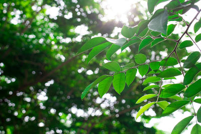 Low angle view of leaves on tree