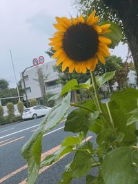 Close-up of sunflower blooming by road against sky