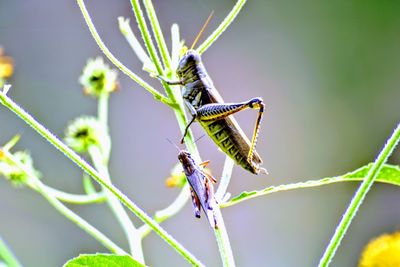 Close-up of grasshopper on plant