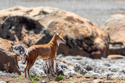Side view of giraffe on rock