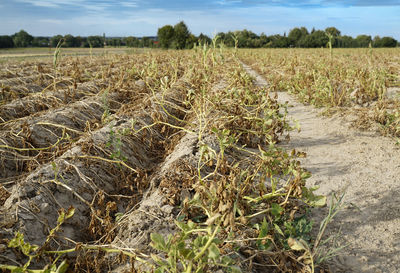 Dry summer in germany on field with potato plants. 