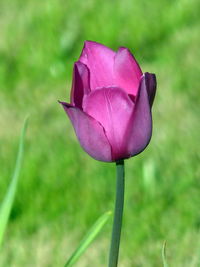 Close-up of flower blooming outdoors