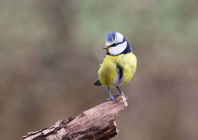 Close-up of bird perching on wood