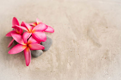 Close-up of pink rose flowers