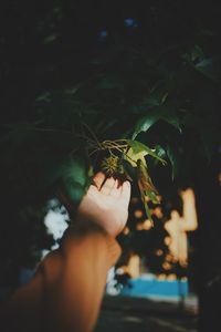 Close-up of hand touching tree