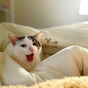 Cat sitting on bed at home