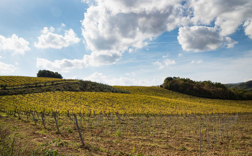 Scenic view of vineyard against sky