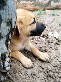 Close-up of a dog looking away