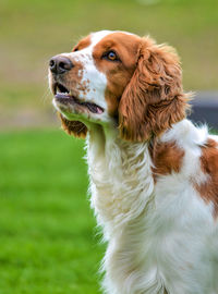 Close-up of dog looking away