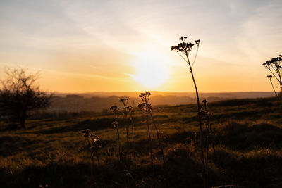 Scenic view of field against sky during sunset