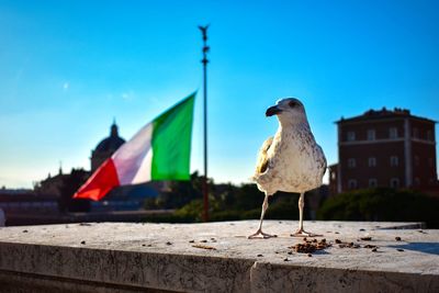 Seagull perching on wall against sky