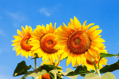 Close-up of sunflower against sky