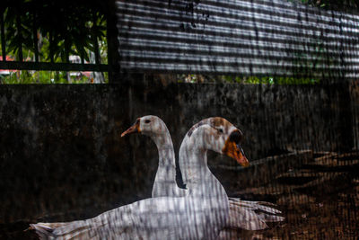 View of birds against wall