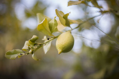 Close-up of fruit growing on tree