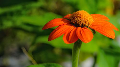 Close-up of red flower