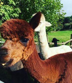 Close-up of horse on tree