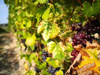 Close-up of grapes growing in vineyard