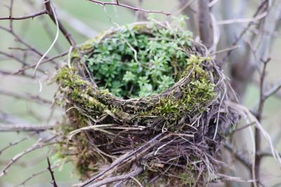 Close-up of plant in nest