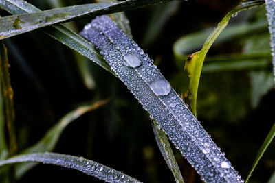 Close-up of raindrops on leaf