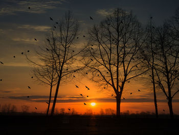 Silhouette of trees at sunset