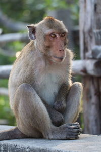 Close-up of monkey