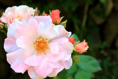 Close-up of pink flowers blooming outdoors