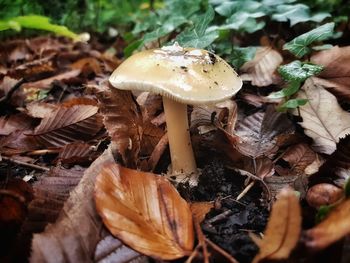 Close-up of fly agaric mushroom