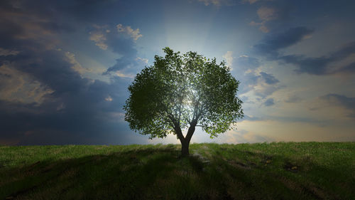 Tree on meadow against sky on field