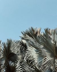 Low angle view of palm tree against clear blue sky