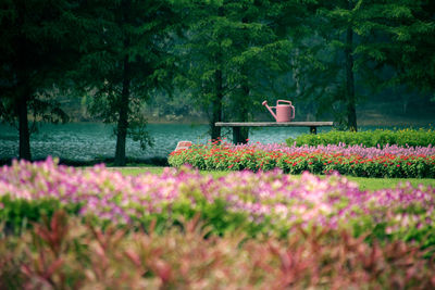 Pink flowers in park