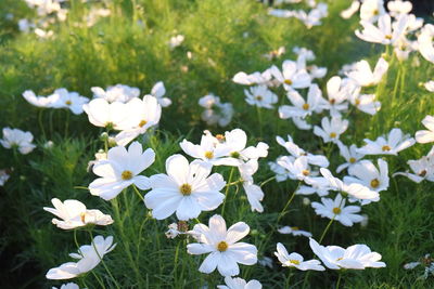 Close-up of white flowers blooming in field