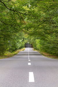 Empty road amidst trees