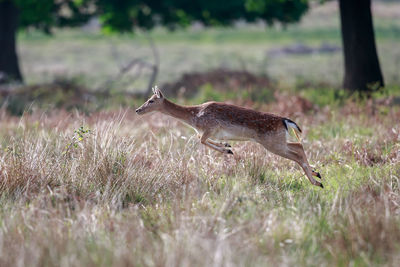 A fallow deer leaping